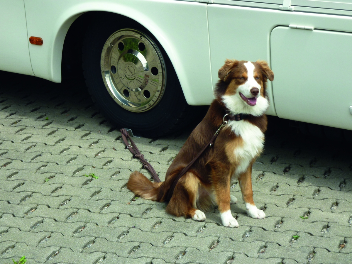 Dog-Sitter
